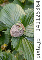 Close-up of a rotten strawberry completely covered in grey mold, resting on green leaves in an outdoor garden. 141125364