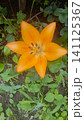 Top-down close-up of a vibrant orange lily flower with six petals and visible stamens, blooming among green foliage. 141125367