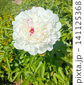 Close-up of a magnificent white peony flower with striking red-pink center petals, blooming in a lush green summer garden outdoors. 141125368