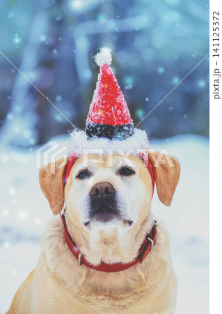 Portrait of a dog wearing Santa hat and sitting outdoors in snowy winter 141125372