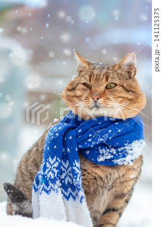 Portrait of a cat wearing a scarf in snowy winter near fir tree 141125375