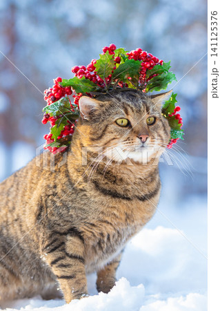 Cat wearing Christmas wreath walking on the snow in winter Cat wearing Christmas wreath walking on the snow in winter 141125376