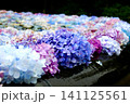 水に浮かぶ紫陽花 141125561