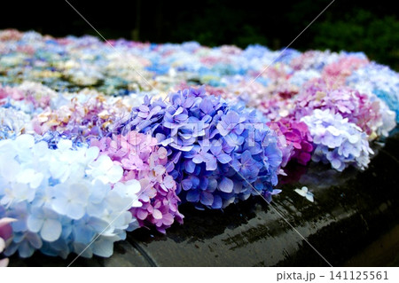 水に浮かぶ紫陽花 水に浮かぶ紫陽花 141125561