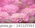 雨に濡れたピンクの紫陽花 141125563