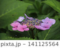雨に濡れたガクアジサイ 141125564