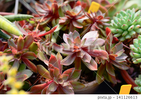 Graptopetalum rusbyi succulent plant with reddish brown rosette leaves growing in a flowerpot close up 141126613