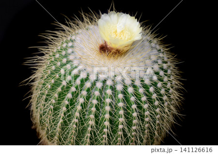 Blooming Parodia claviceps cactus with a pale yellow flower on top on a black background close up copy space Blooming Parodia claviceps cactus with a pale yellow flower on top on a black background close up copy space 141126616