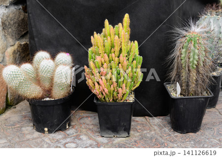 Assorted cacti including Acanthocereus tetragonus Fairy Castle and Oreocereus celsianus growing in flowerpots close up Assorted cacti including Acanthocereus tetragonus Fairy Castle and Oreocereus celsianus growing in flowerpots close up 141126619