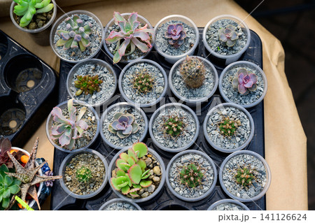 Assorted succulent plants and small cacti in plastic cups on a transport tray top view at a flower market display Assorted succulent plants and small cacti in plastic cups on a transport tray top view at a flower market display 141126624