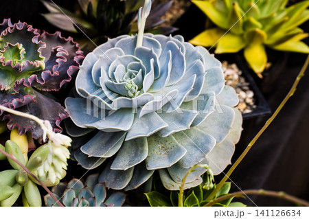 Echeveria imbricata succulent plant with dense pale blue green rosette and blooming flower stalk close up copy space Echeveria imbricata succulent plant with dense pale blue green rosette and blooming flower stalk close up copy space 141126634
