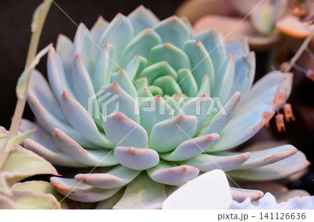 Echeveria chihuahuensis succulent plant with pale blue rosette leaves and sharp pink tips close up copy space Echeveria chihuahuensis succulent plant with pale blue rosette leaves and sharp pink tips close up copy space 141126636