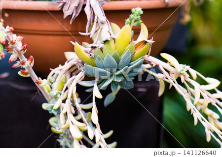 Echeveria amoena succulent plant with green rosettes and long blooming flower stalks hanging from a clay pot close up Echeveria amoena succulent plant with green rosettes and long blooming flower stalks hanging from a clay pot close up 141126640