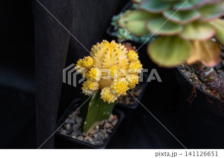 Yellow Gymnocalycium mihanovichii Friedrichii Hibotan moon cactus grafted on a green rootstock close up copy space 141126651