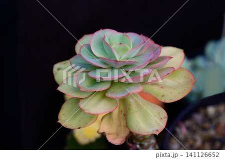 Echeveria Peach Pride succulent plant with pale green rosette leaves and bright pink margins close up copy space Echeveria Peach Pride succulent plant with pale green rosette leaves and bright pink margins close up copy space 141126652