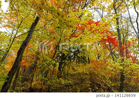Autumn mixed forest in Primorsky Krai Russia Far East with bright yellow orange and red foliage natural woodland landscape seasonal nature background Autumn mixed forest in Primorsky Krai Russia Far East with bright yellow orange and red foliage natural woodland landscape seasonal nature background 141126659