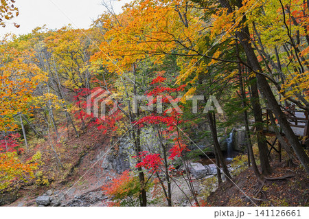 Autumn forest landscape with small waterfall and wooden boardwalk in mountain park. Colorful fall foliage and scenic nature trail. Autumn forest landscape with small waterfall and wooden boardwalk in mountain park. Colorful fall foliage and scenic nature trail. 141126661