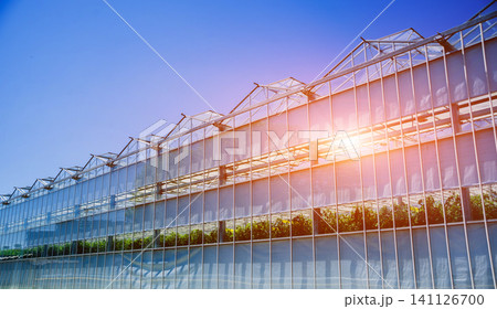 Modern glass greenhouses against the blue sky. Modern glass greenhouses against the blue sky. 141126700
