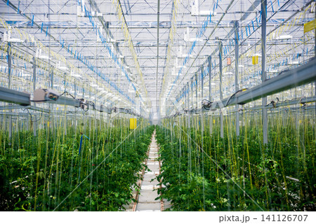 Rows of plants growing inside big industrial greenhouse. Rows of plants growing inside big industrial greenhouse. 141126707