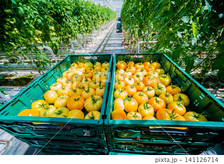 Beautiful yellow tomatoes grown in a greenhouse. Beautiful yellow tomatoes grown in a greenhouse. 141126714