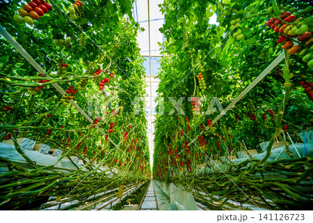 Beautiful red ripe tomatoes grown in a greenhouse. Beautiful red ripe tomatoes grown in a greenhouse. 141126723