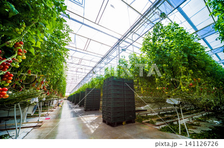 Modern greenhouse with tomato plants. Modern greenhouse with tomato plants. 141126726