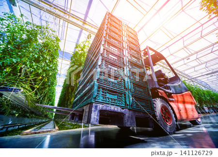 Electric forklift in greenhouse. Background Electric forklift in greenhouse. Background 141126729