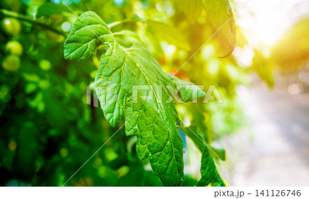 Modern greenhouse with tomato plants. Modern greenhouse with tomato plants. 141126746