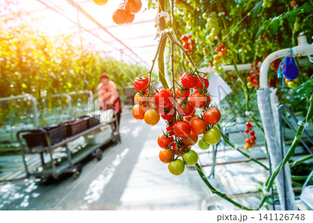 Beautiful red ripe tomatoes grown in a greenhouse. Beautiful red ripe tomatoes grown in a greenhouse. 141126748