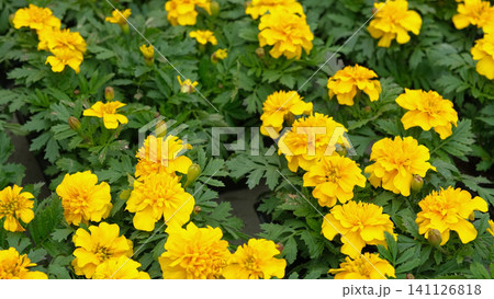 Tagetes. Marigold. Blooming orange-yellow flower heads and green leaves. Closeup of orange marigold flowers in full bloom and foliage. Garden nature background. Ornamental flowering plants. Flowerbed 141126818