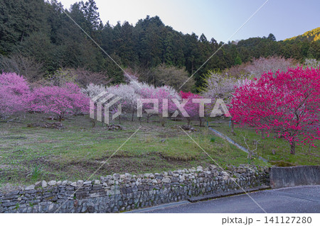 早朝の山麓に咲く花桃 141127280