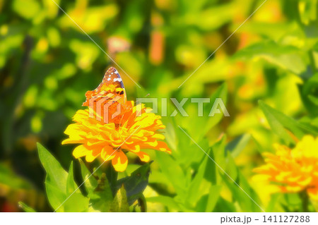 オレンジ色の花の上で蜜を吸う蝶々 オレンジ色の花の上で蜜を吸う蝶々 141127288