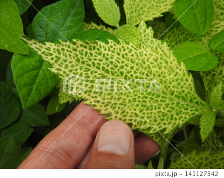 葉脈が黄色く網目状になるウイルス病に感染した「ヒヨドリバナ」 葉脈が黄色く網目状になるウイルス病に感染した「ヒヨドリバナ」 141127342