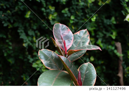 Ficus elastica, Belize, is a popular ornamental variety of the rubber plant. It is prized for its striking variegated foliage and is widely used in indoor gardening. Space for text. Background Ficus elastica, Belize, is a popular ornamental variety of the rubber plant. It is prized for its striking variegated foliage and is widely used in indoor gardening. Space for text. Background 141127496