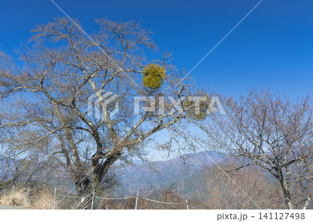 山間の桜の木に生える寄生木 山間の桜の木に生える寄生木 141127498