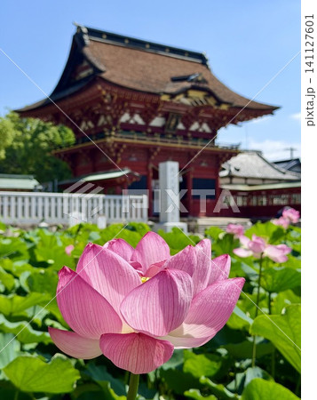 満開のハスの花越しに見る随神門（ずいじんもん）〈伊賀八幡宮/愛知県岡崎市〉 141127601