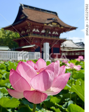 満開のハスの花越しに見る随神門（ずいじんもん）〈伊賀八幡宮/愛知県岡崎市〉 141127602