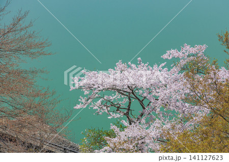 ダム湖にかかる桜 ダム湖にかかる桜 141127623