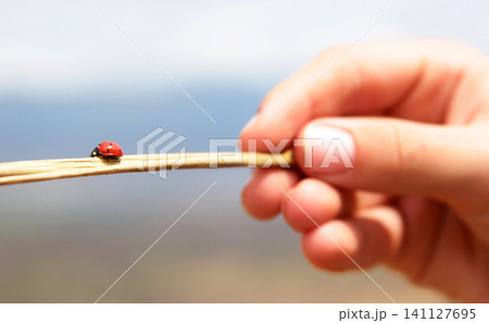 A ladybug crawling on a branch 141127695