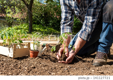 Planting tomato seedlings in the ground by hand. Agriculture. Planting tomato seedlings in the ground by hand. Agriculture. 141127721