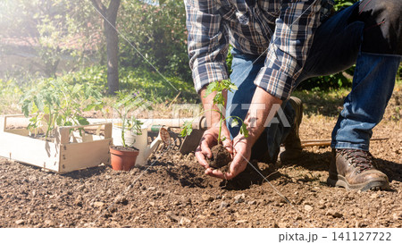 Planting tomato seedlings in the ground by hand. Agriculture. Planting tomato seedlings in the ground by hand. Agriculture. 141127722