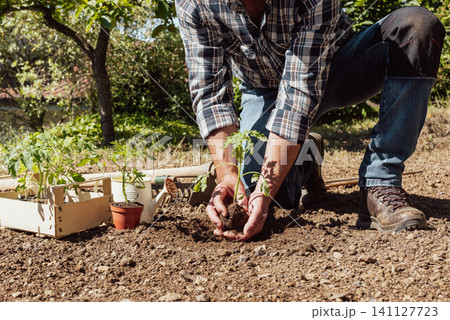 Planting tomato seedlings in the ground by hand. Agriculture. 141127723