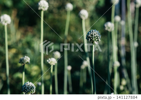Close-up of flowering onion (Allium) plants with white spherical blooms in a lush green garden. Selective focus, natural sunlight, soft bokeh background, organic gardening, spring or summer nature 141127884