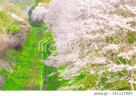平成筑豊鉄道の赤駅付近の桜と線路 平成筑豊鉄道の赤駅付近の桜と線路 141127905