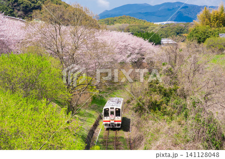 平成筑豊鉄道の赤駅付近の桜と車両 141128048