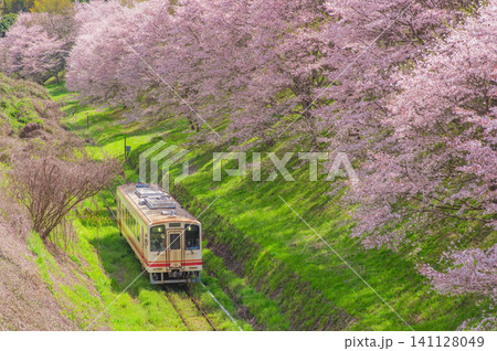 平成筑豊鉄道の赤駅付近の桜と車両 平成筑豊鉄道の赤駅付近の桜と車両 141128049