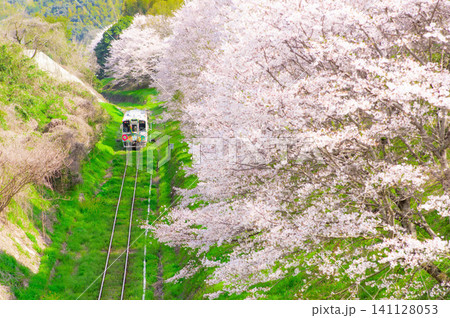 平成筑豊鉄道の赤駅付近の桜と車両 平成筑豊鉄道の赤駅付近の桜と車両 141128053