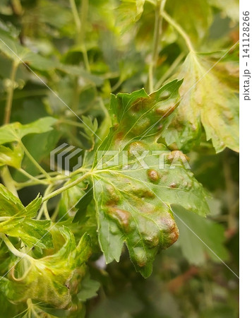 Macro close-up of a green currant leaf affected by gall aphids, showing red blister-like galls and natural leaf texture. Plant disease, garden pest infestation, horticulture, organic gardening Macro close-up of a green currant leaf affected by gall aphids, showing red blister-like galls and natural leaf texture. Plant disease, garden pest infestation, horticulture, organic gardening 141128266