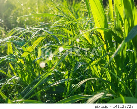 朝日に輝く草原の朝露とみずみずしい緑の風景 朝日に輝く草原の朝露とみずみずしい緑の風景 141128728