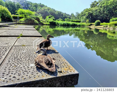 池のほとりに並んで佇むカルガモのペアと新緑の風景 池のほとりに並んで佇むカルガモのペアと新緑の風景 141128803